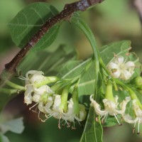 Cordia dichotoma G.Forst.